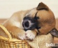 小狗睡眠质量不好的缘故之解决方案