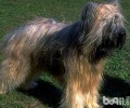 伯瑞犬有什么优势