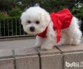 新春佳节喂养小宠物怎样不危害走亲戚