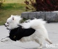 小狗家用跑步机是不是仅仅营销手段