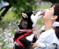 小狗的吻是不是能产生益生菌粉