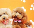 小狗美毛的金子时节是什么时候