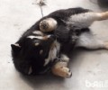 小狗翻腹部是不是听从