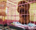 为何有时候寄养宠物会那麼贵
