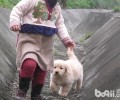 为何小狗喜爱追着小孩子