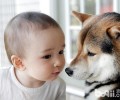 小狗讨厌孩子怎么办