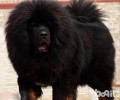 藏獒会吃人肉吗
