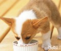 小狗食材吃是多少适合
