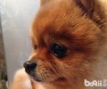 狗狗不吃东西如何解决