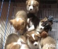 喂养幼狗必须留意什么