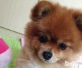 为何要按时给小狗开展体内外驱虫