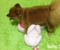 狗狗发情的常见问题