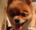 春季狗狗掉毛该怎么办