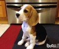 为何常选比熊犬做为试验用犬