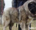 藏獒和高加索犬谁更胜一筹