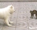 猫和狗咪是不是与生俱来就对立