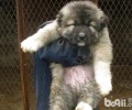 怎么管理好自身的烈性犬