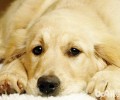 租赁宠物犬对小狗是不是有影响
