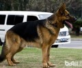 德国牧羊犬容不易贴近