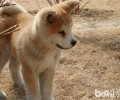 秋田犬的智力如何