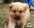火锅串串犬有什么特性