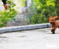 如何正确地在住宅小区遛猫遛狗