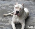 杜高犬性子如何