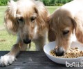 小狗一天吃是多少犬粮