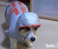 下雨天带小狗出门要注意什么