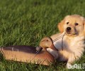 小狗忠实是与生俱来的吗
