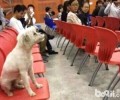 “学霸狗”映射出了什么难题