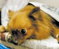小狗出车祸可否索取精神损失费
