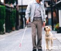 巧遇导盲犬什么事不必做