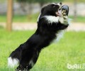 公犬和母狗在分辨事情上面有何差别