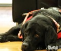 应对导盲犬要注意什么