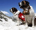 大雪山中的守护者——圣伯纳犬