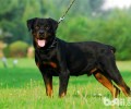 为何最出色的罗威纳犬都来源于法国？