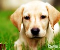 别养拉布拉多犬的十个原因