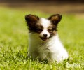 帮蝴蝶犬冼澡的常见问题