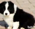 怎么养好一条边境牧羊犬？
