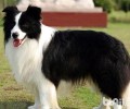 边境牧羊犬的智力是最大的吗？