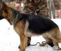 德国牧羊犬购买时要注意什么？