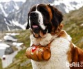 挂着桶的法国珍贵文物——圣伯纳犬