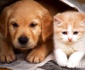 怎么让猫和狗和睦相处？
