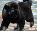 全世界最大的狗高加索犬的身型是如何的？