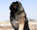 犬中之首——高加索犬