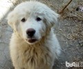 大白熊幼犬如何饲养？