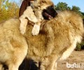 原苏联珍贵文物——高加索犬