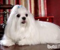 如何给马尔济斯犬美容护肤