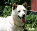 韩纯天然纪念品，世界名犬——珍岛犬